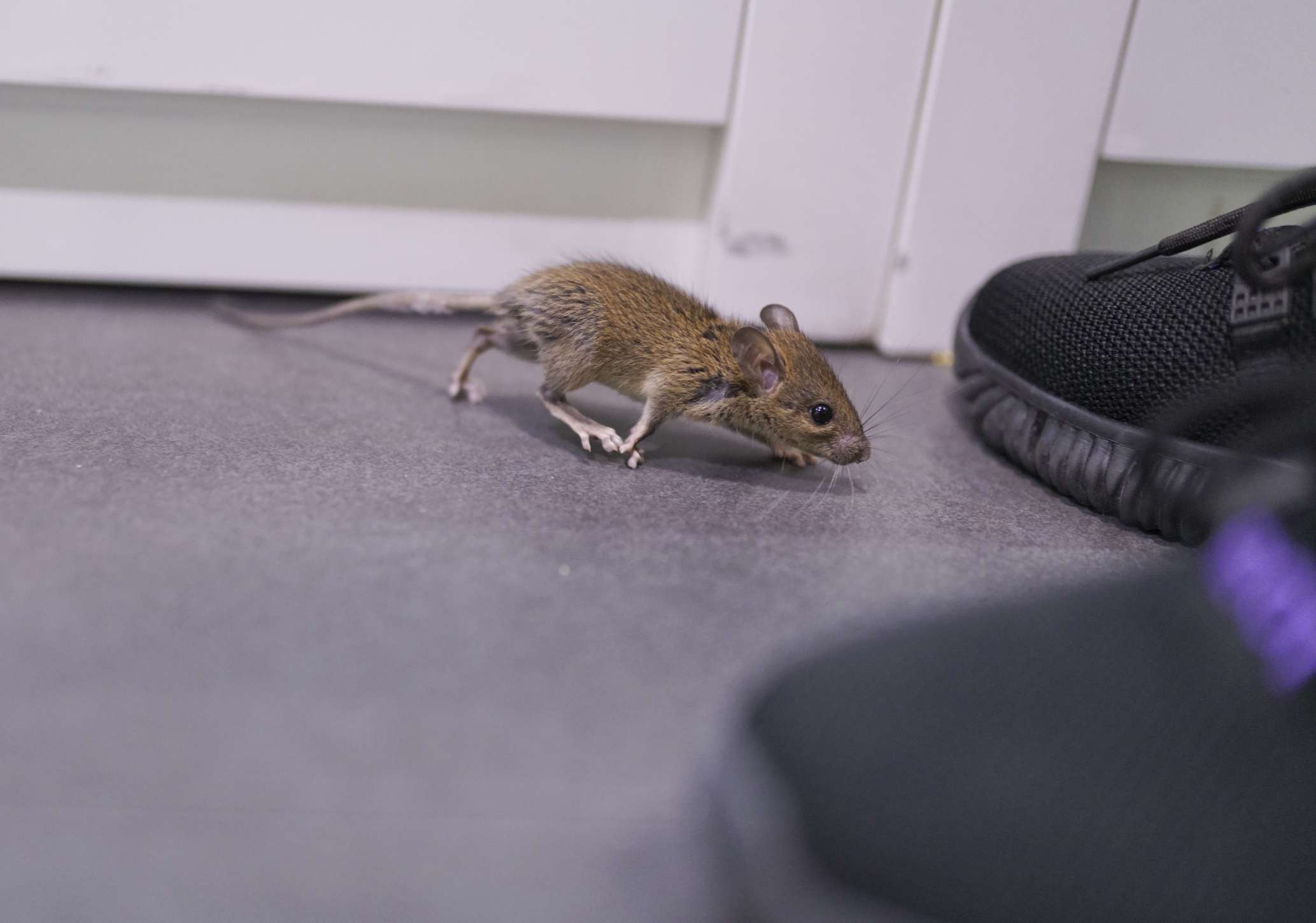 Pest Control Swanley