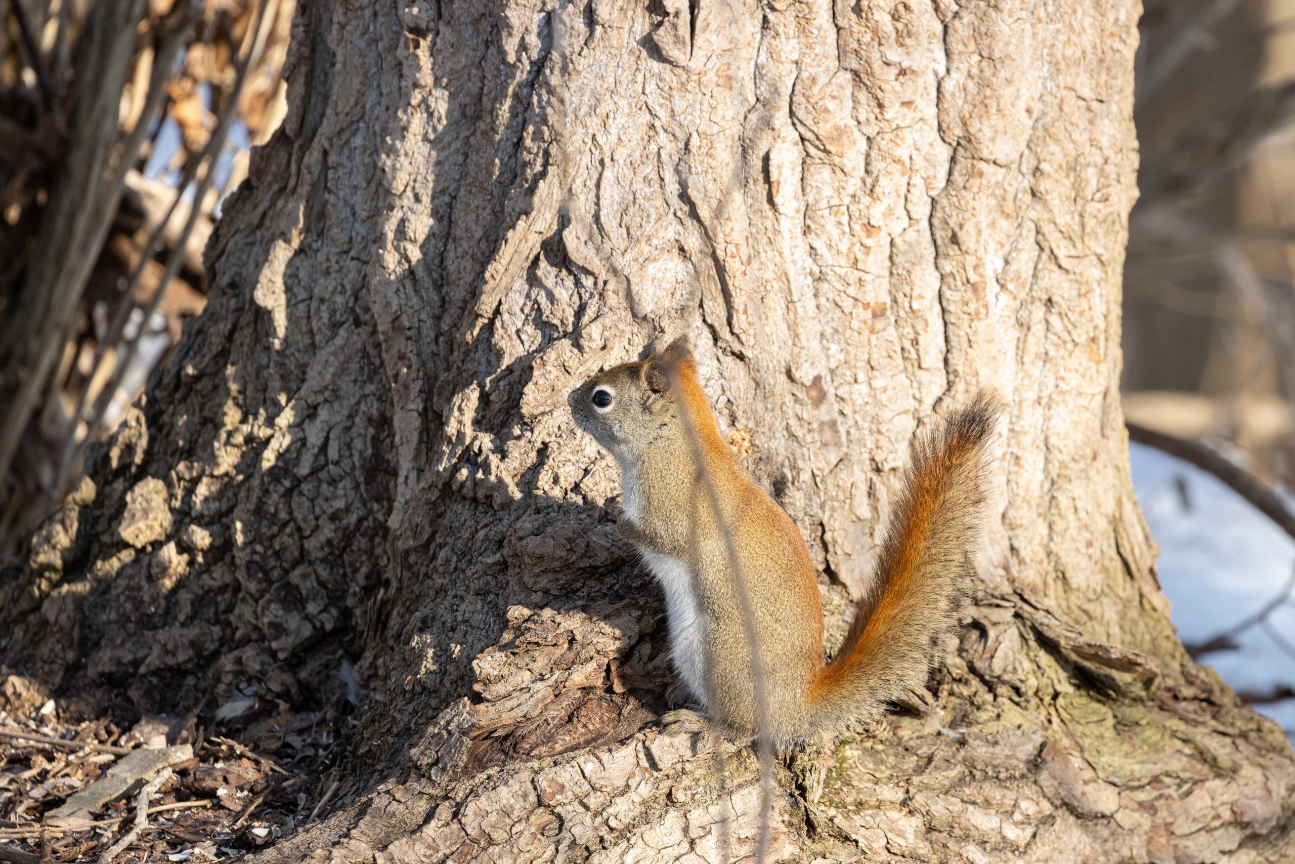 brown squirrel standing tree scaled
